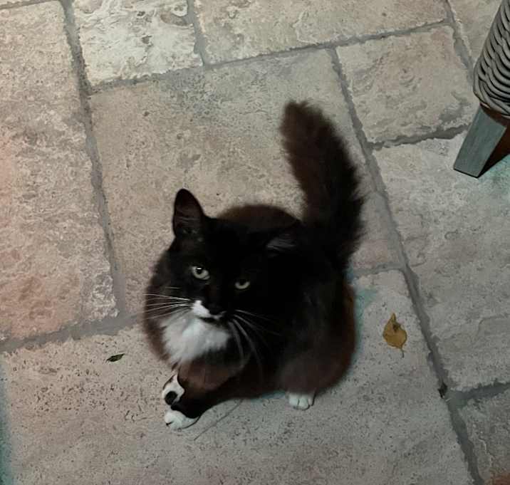 Photo of Binx