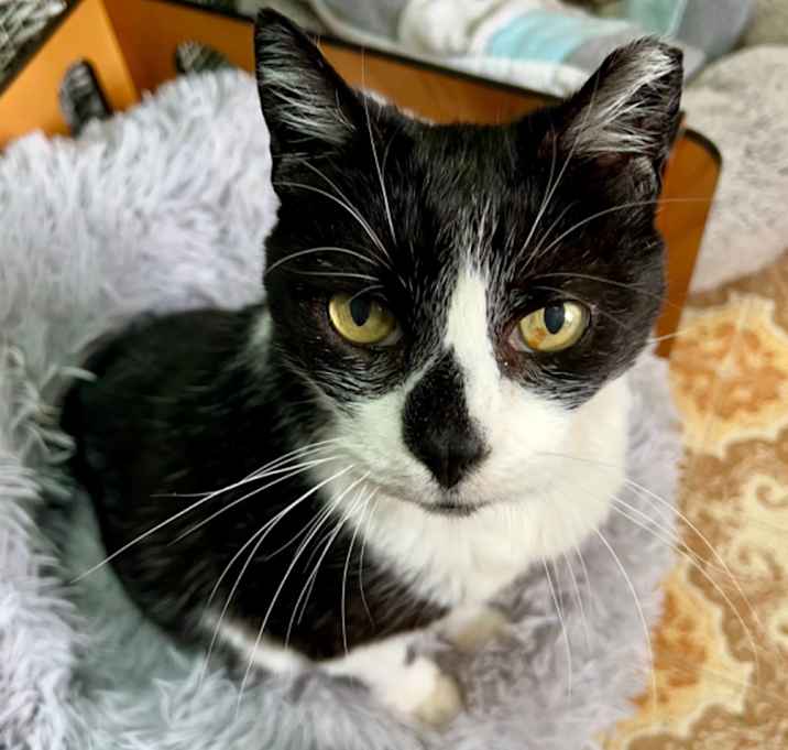 Photo of Felix