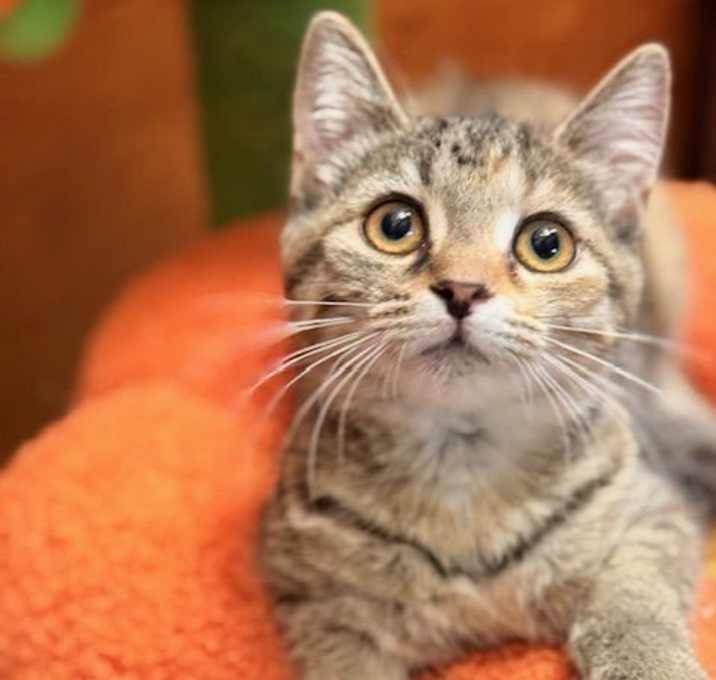 Photo of Butter