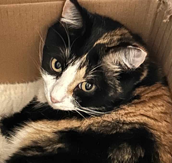 Photo of Pumpkin 