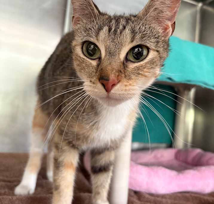 Photo of Lady