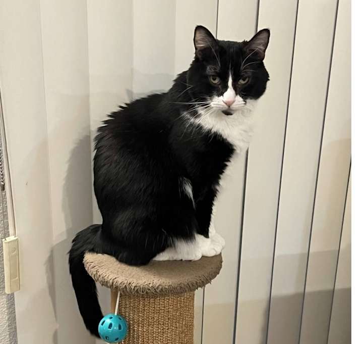 Photo of Misty