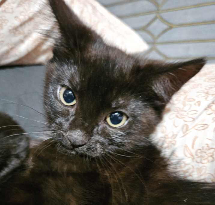 Photo of Jinx