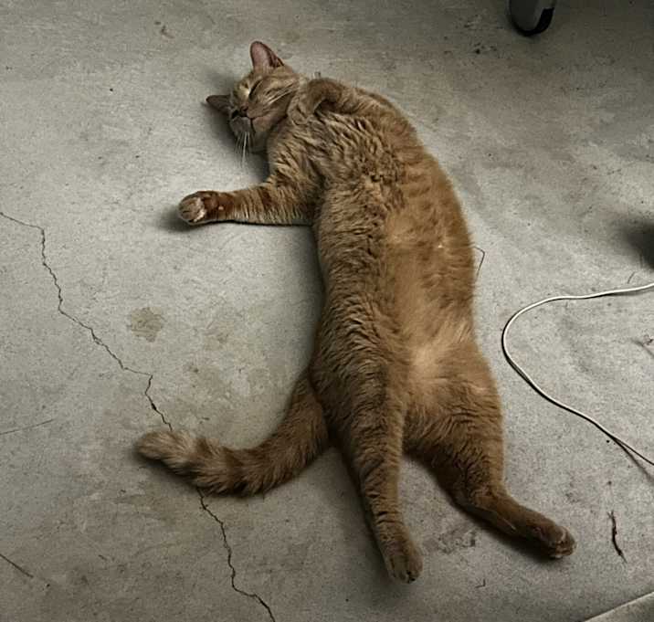Photo of Latif