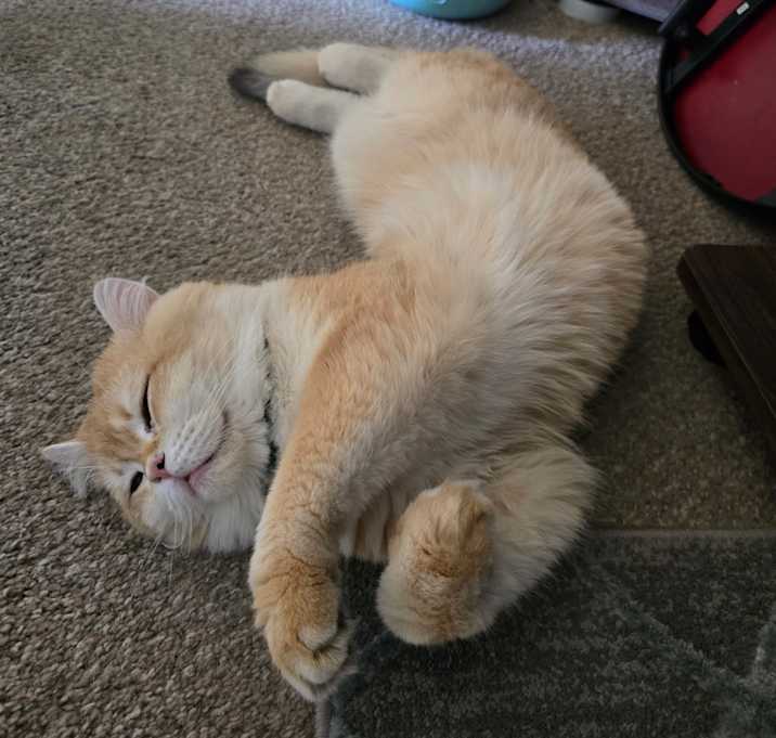 Photo of Leo