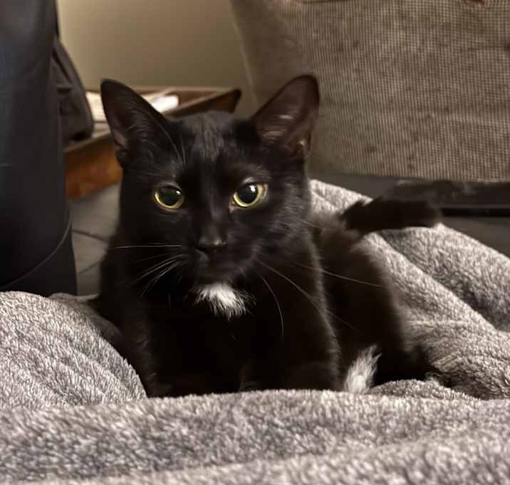Photo of Luna