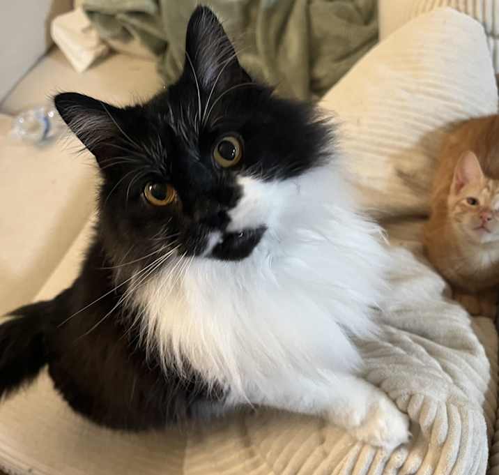 Photo of Loki
