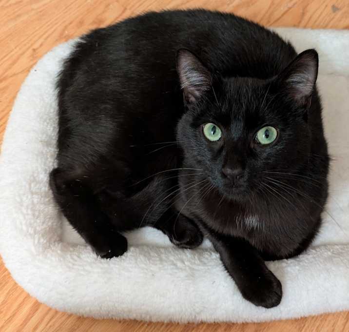 Photo of Cannon