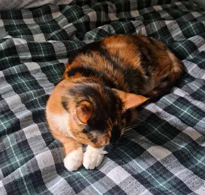 Photo of Coco
