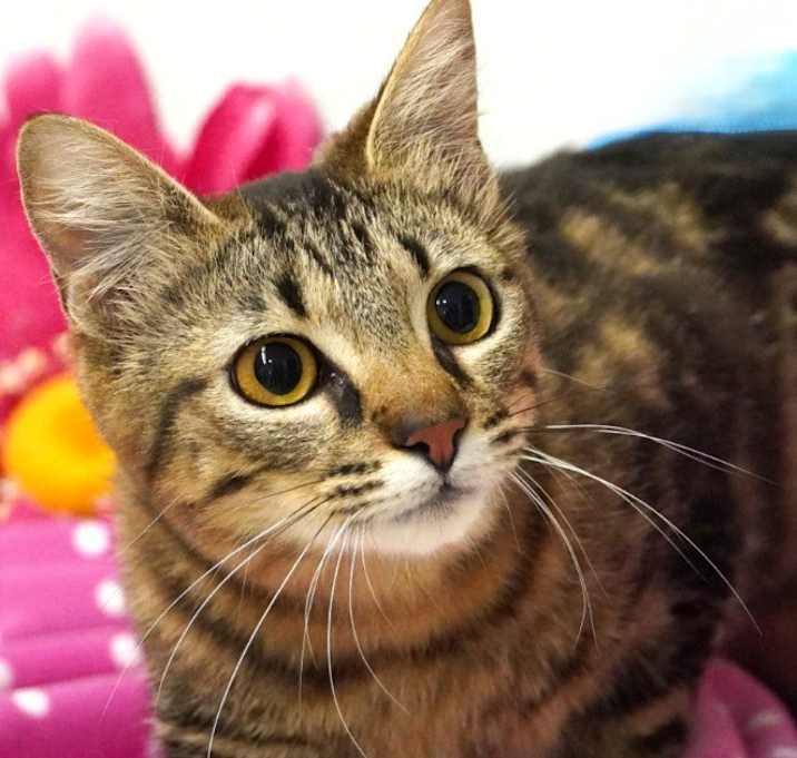 Photo of Lily