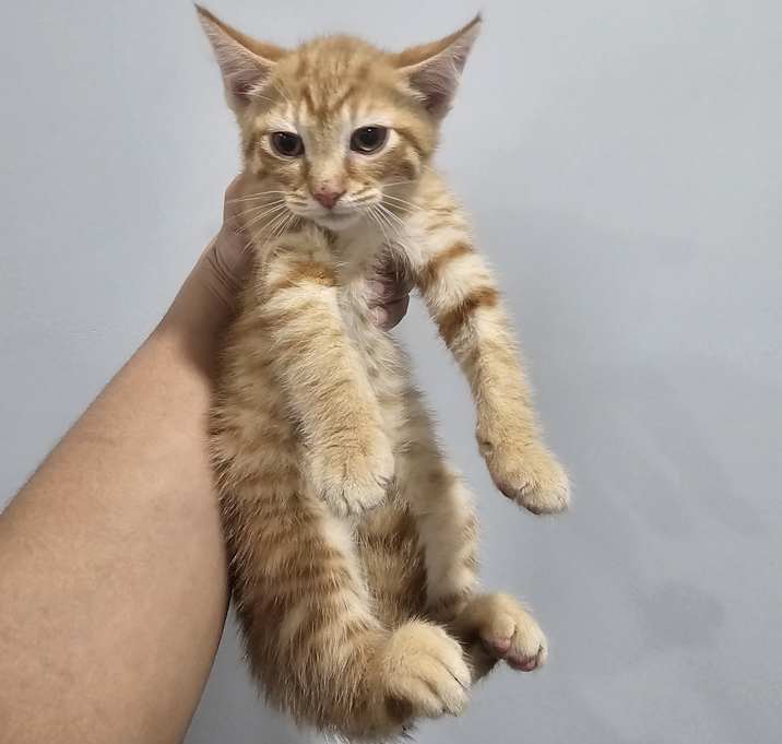 Photo of Cuppachino