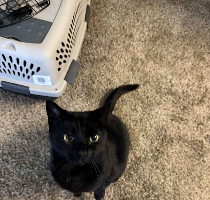 Photo of Sheeva