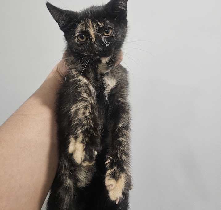 Photo of Latte