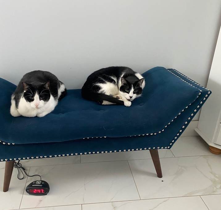 Photo of Napoleon & Jacques (2 Cats)