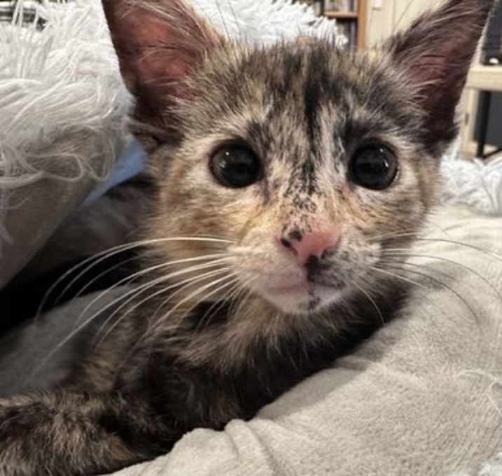 Photo of Tootsie