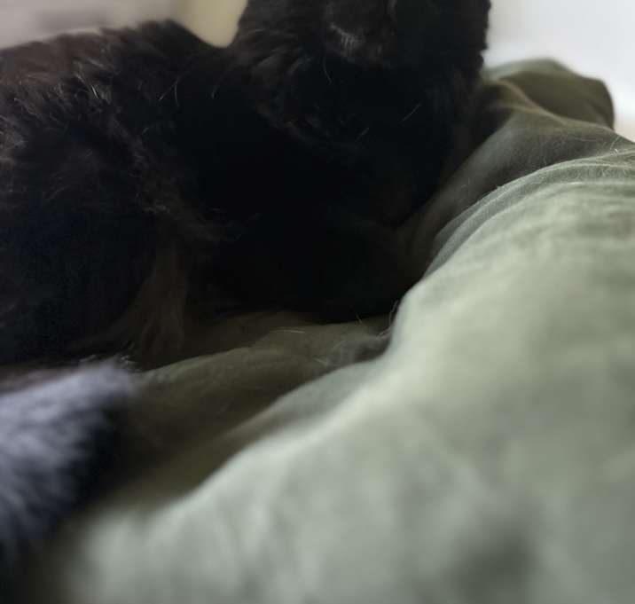 Photo of Luna