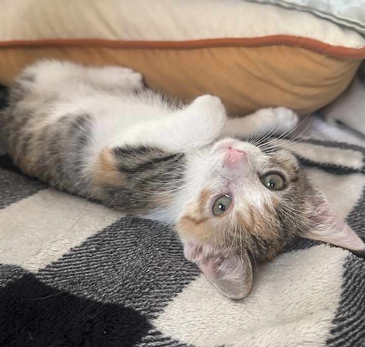 Photo of Sammy