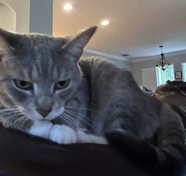 Photo of Figaro