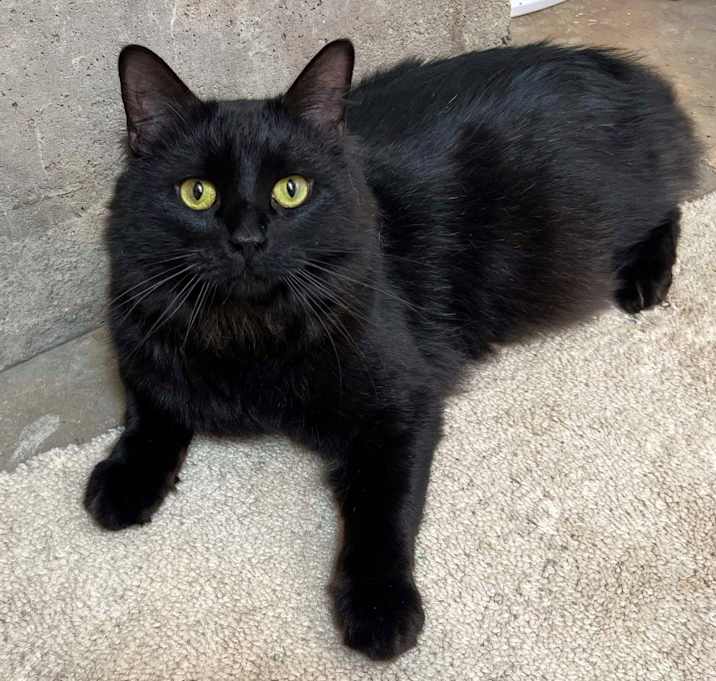 Photo of Stevie (FeLV+)