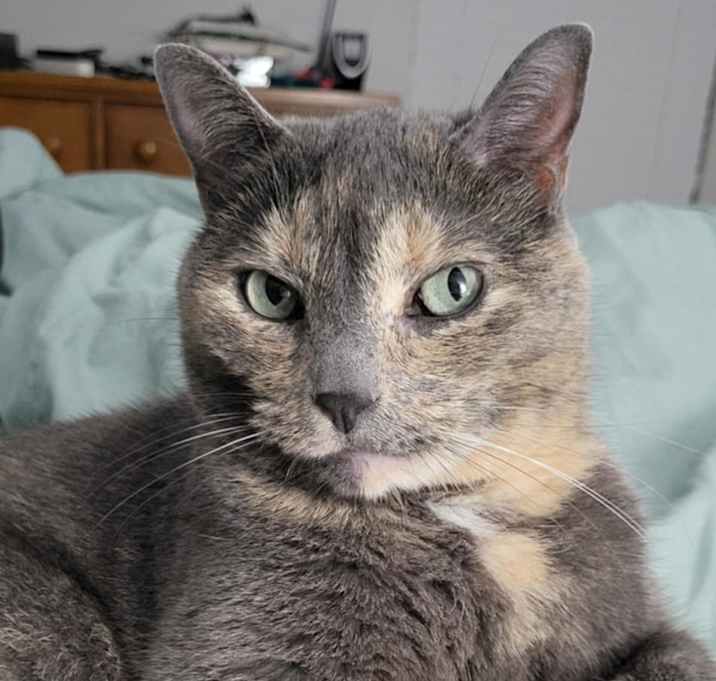 Photo of Lupin