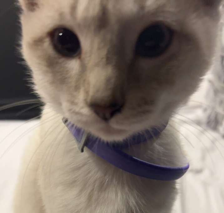 Photo of Niomi