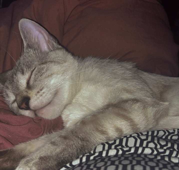 Photo of Dobby