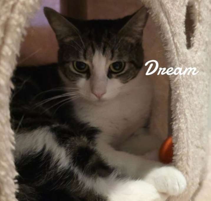 Photo of Dream