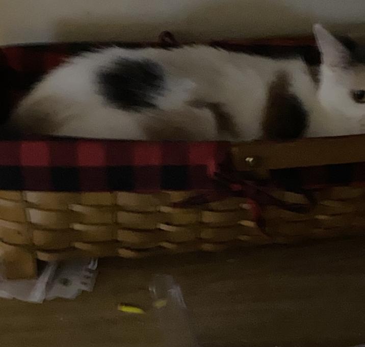 Photo of Bean