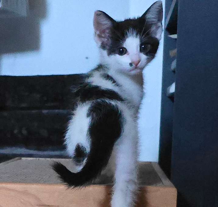 Photo of Gracie