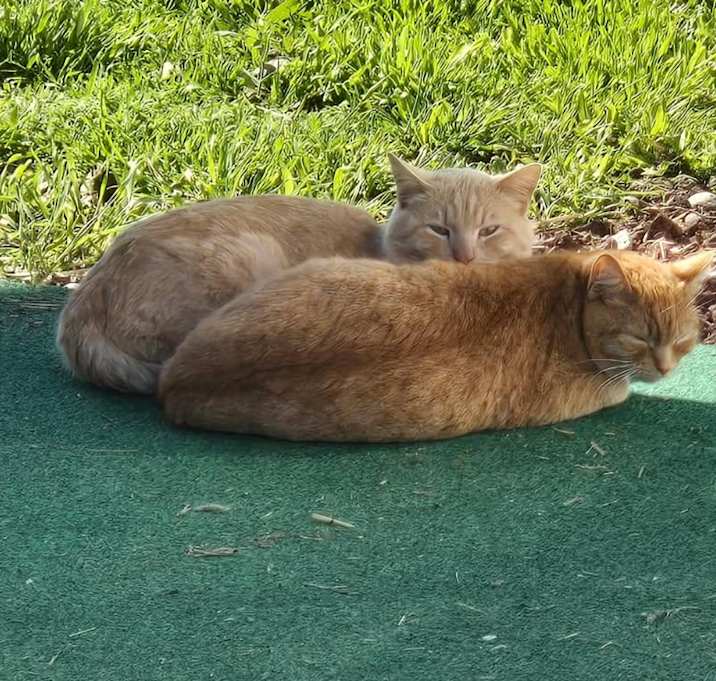 Photo of Sherbert (and his sister Betty)