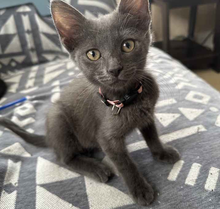 Photo of Fig