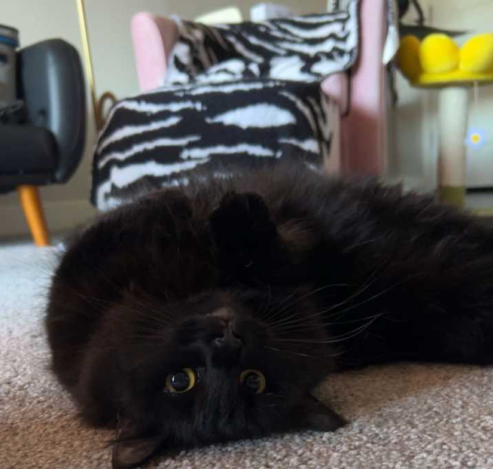 Photo of Luna