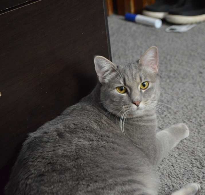 Photo of Sage