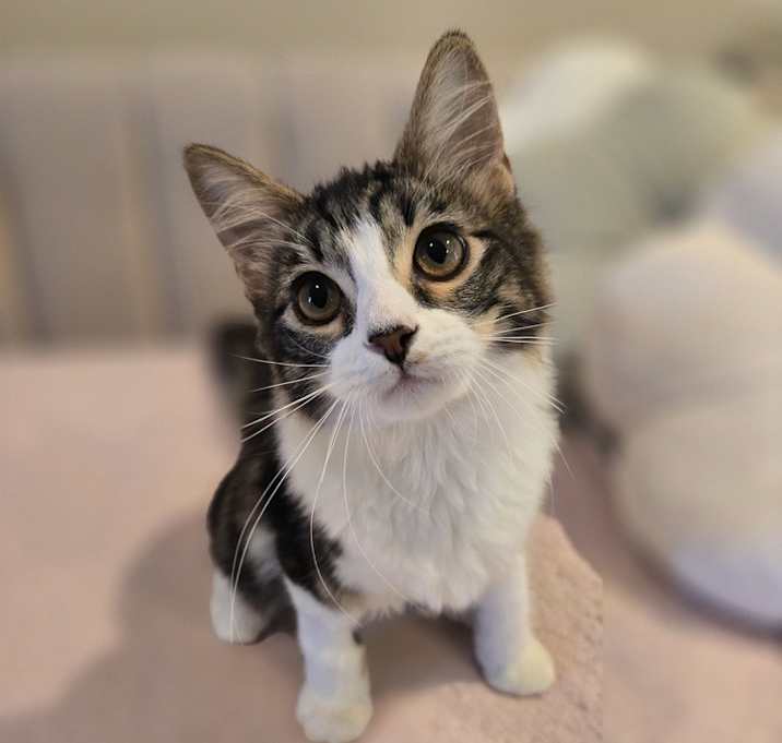 Photo of Twix