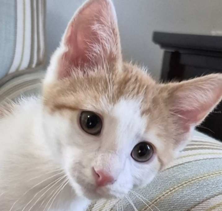 Photo of Dodge