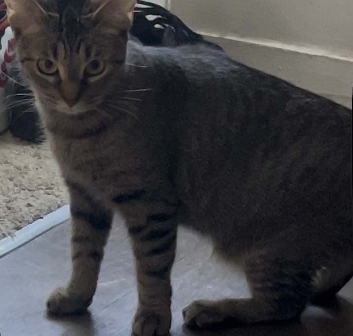Photo of Mama cat