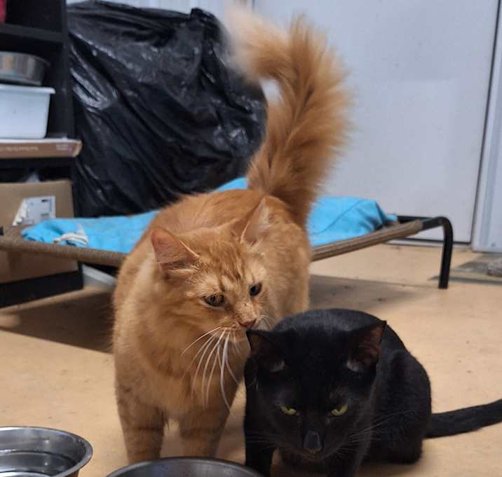 Photo of Zane & Marigold