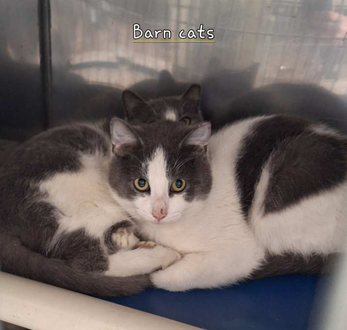 Photo of Barn cats