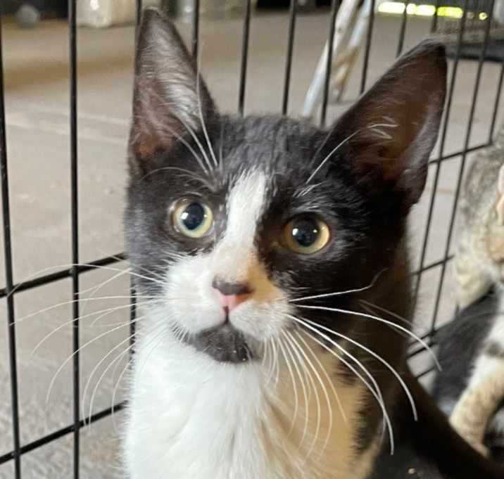 Photo of Buddy