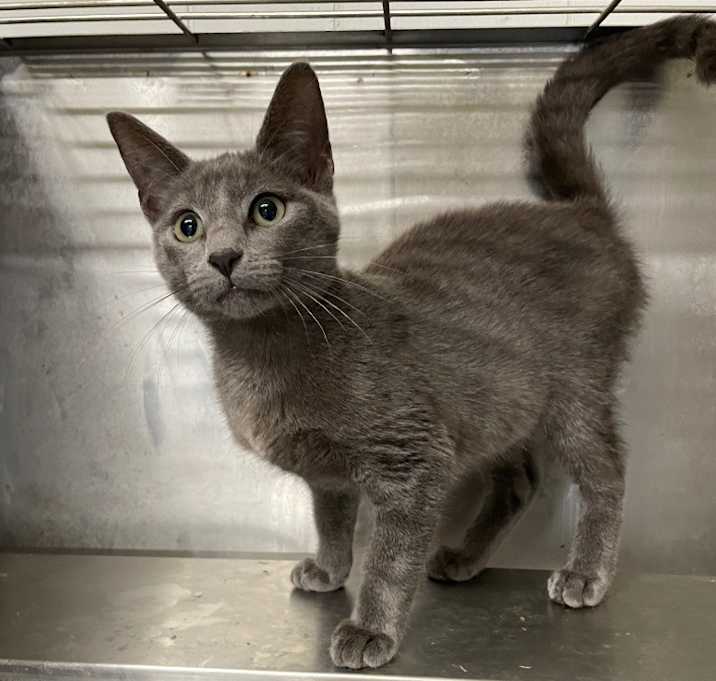 Photo of Mittens