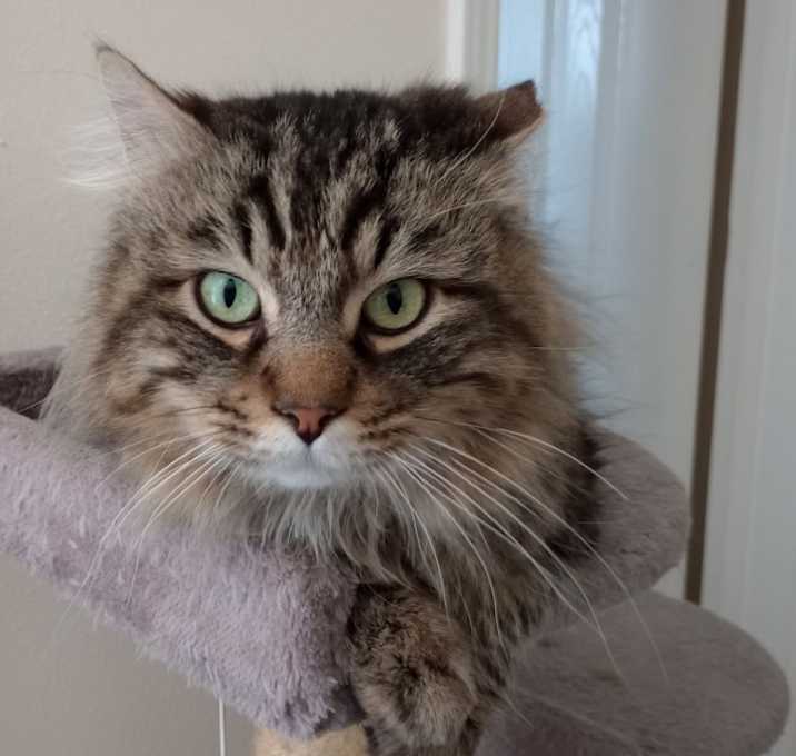 Photo of Baloo
