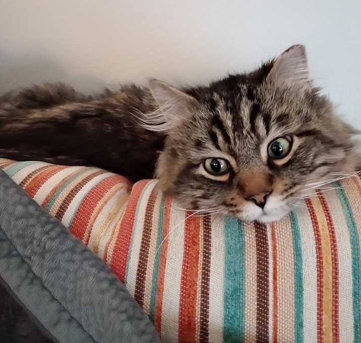 Photo of Baloo