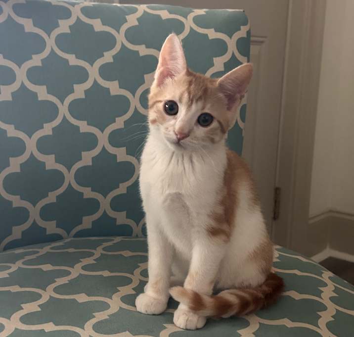 Photo of Loki