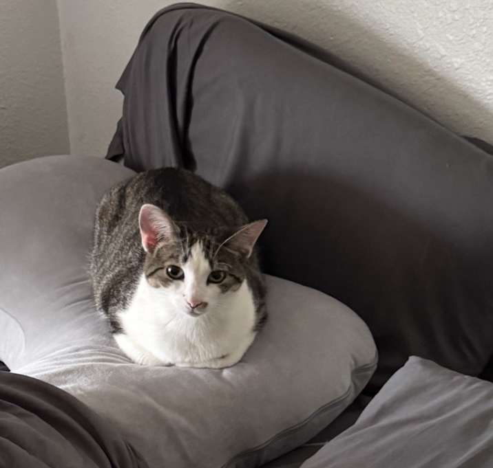 Photo of Snowflake