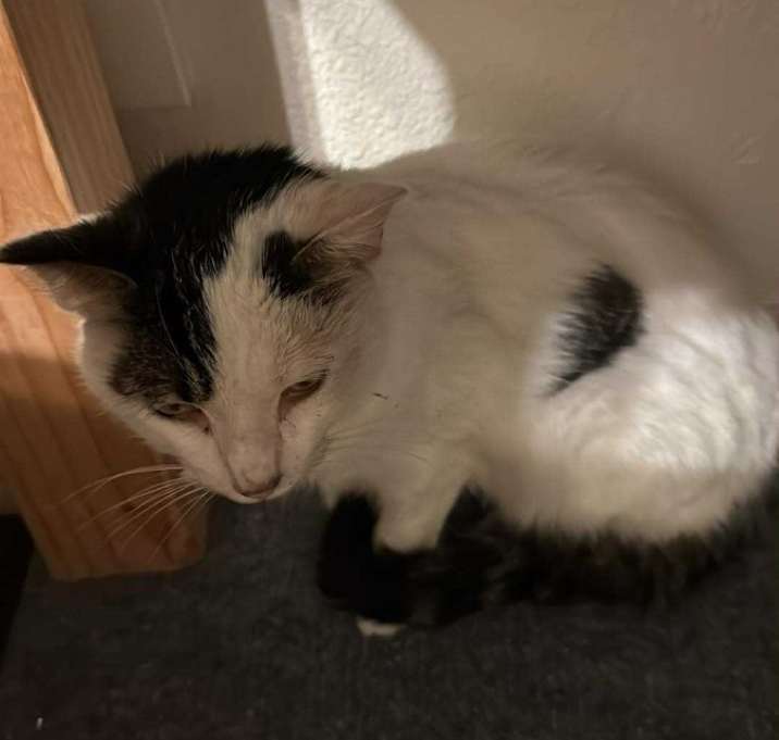 Photo of Snowball