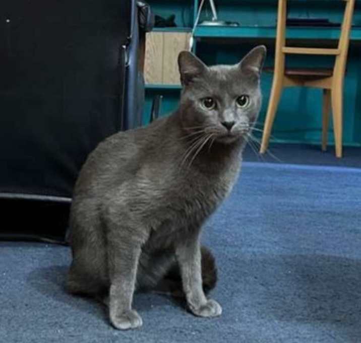 Photo of Smokey