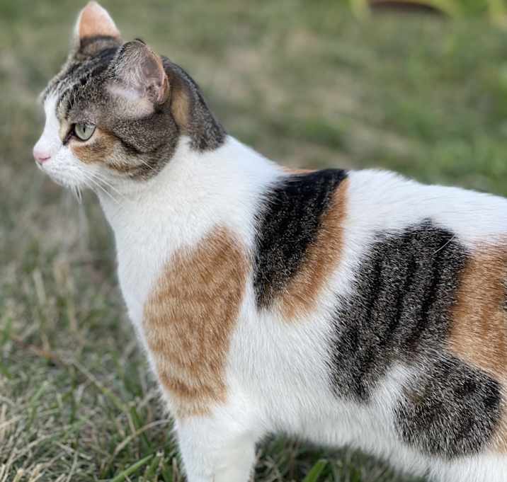 Photo of Dilly