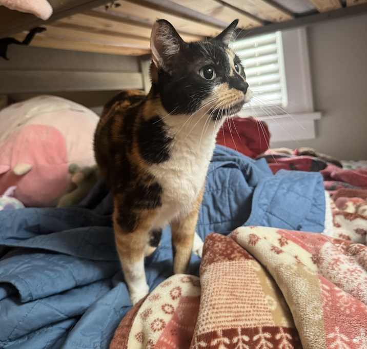 Photo of Clover