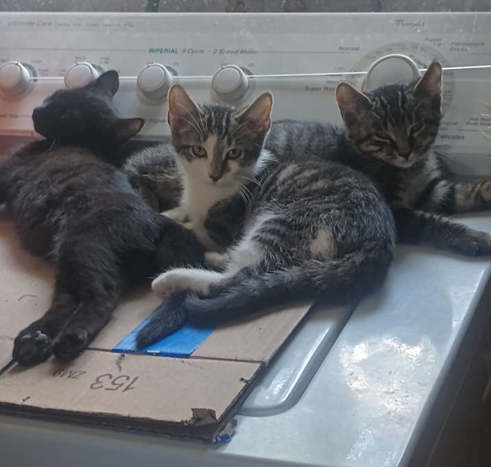 Photo of Kitten