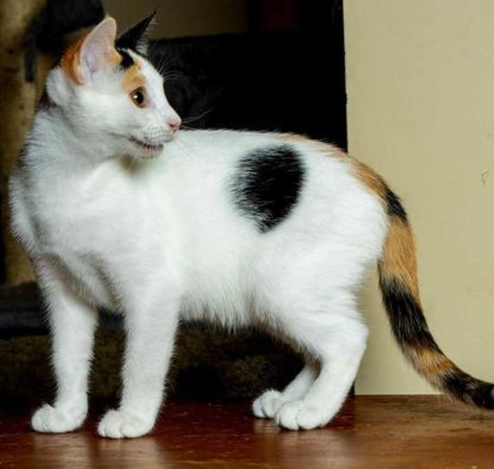 Photo of KITTEN BELLE